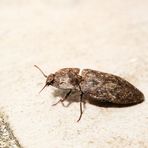 Schnellkäfer auf der Terrasse