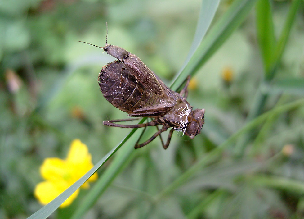 Schnellkäfer auf einer Larvenhülle