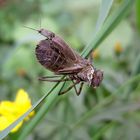 Schnellkäfer auf einer Larvenhülle