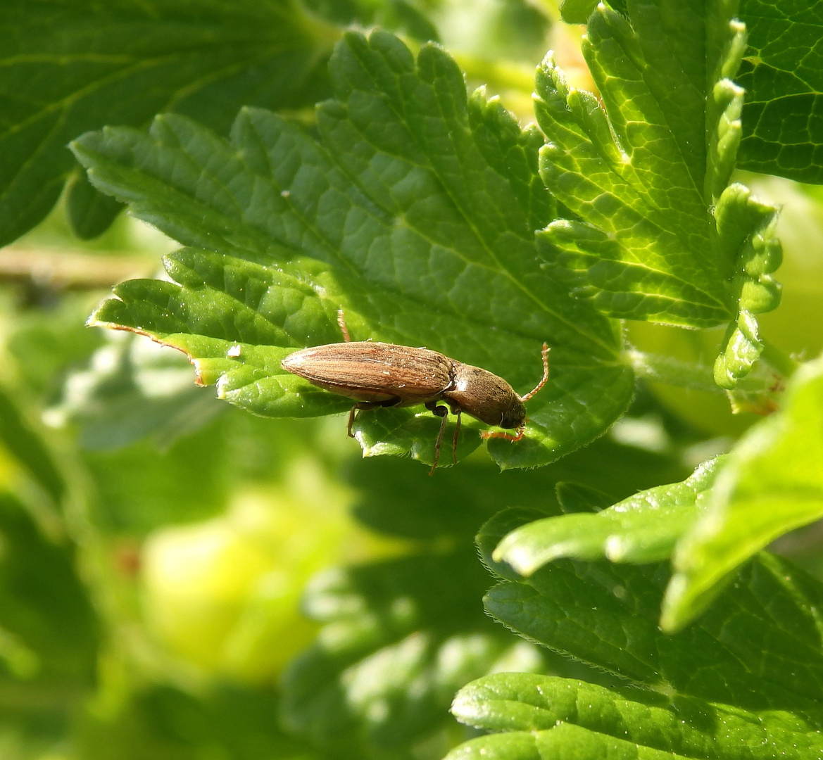 Schnellkäfer auf Stachelbeerblatt