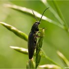 Schnellkäfer aufm Hochsitz