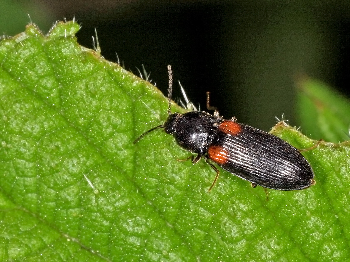 Schnellkäfer Calambus bipustulatus (L.)