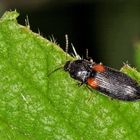 Schnellkäfer Calambus bipustulatus (L.)