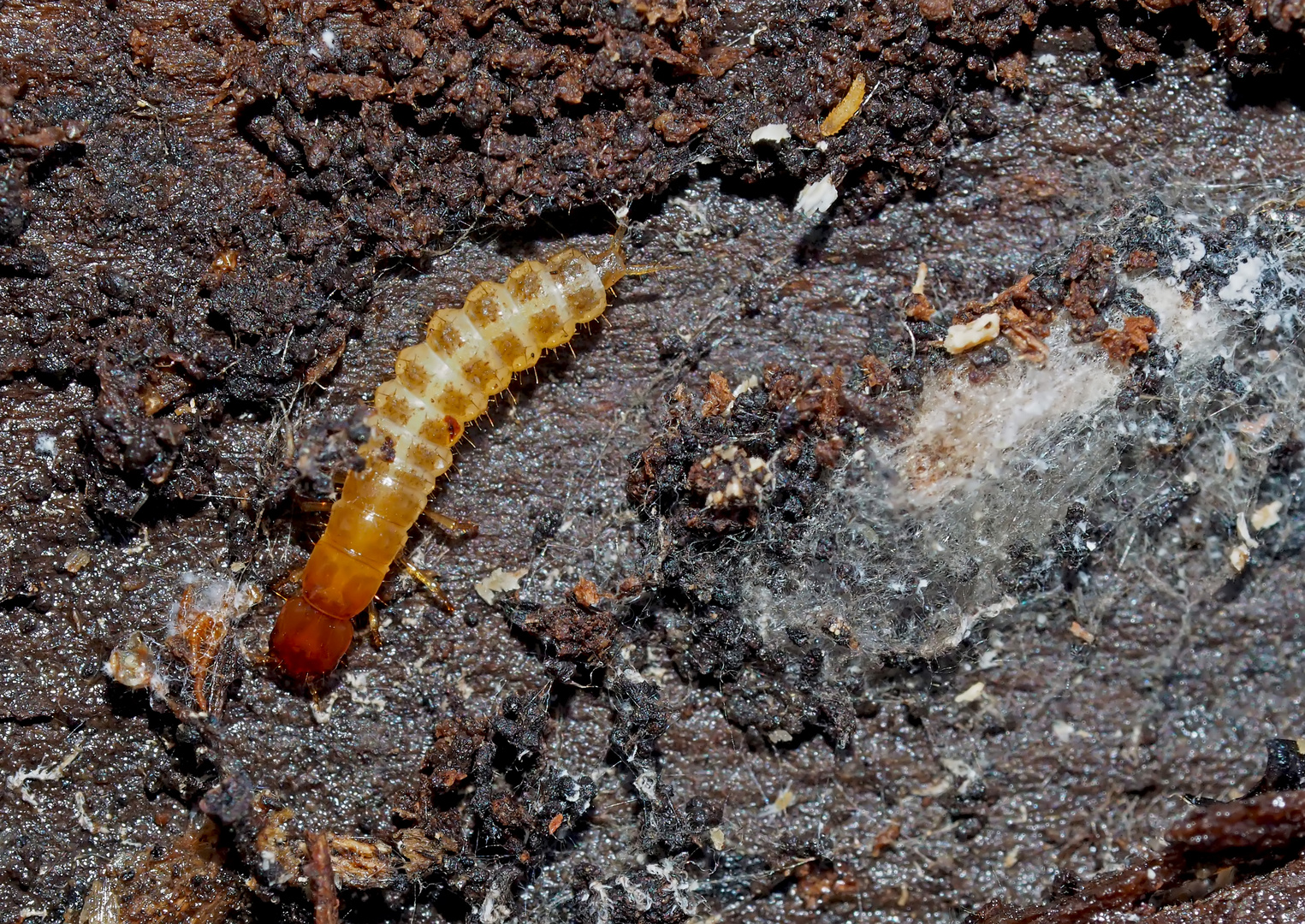 Schnellkäfer-Larve (Elateridae) - Une larve sous l'écorce d'un arbre... 