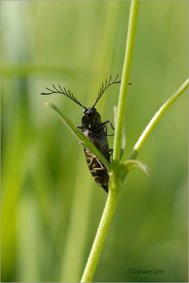 Schnellkäfer-Männchen in Pose