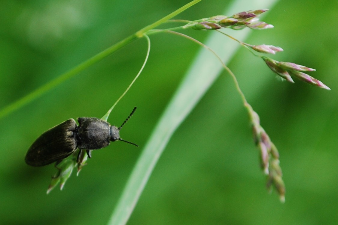 Schnellkäfer-Melanotus Panetolineatus