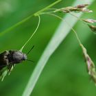 Schnellkäfer-Melanotus Panetolineatus