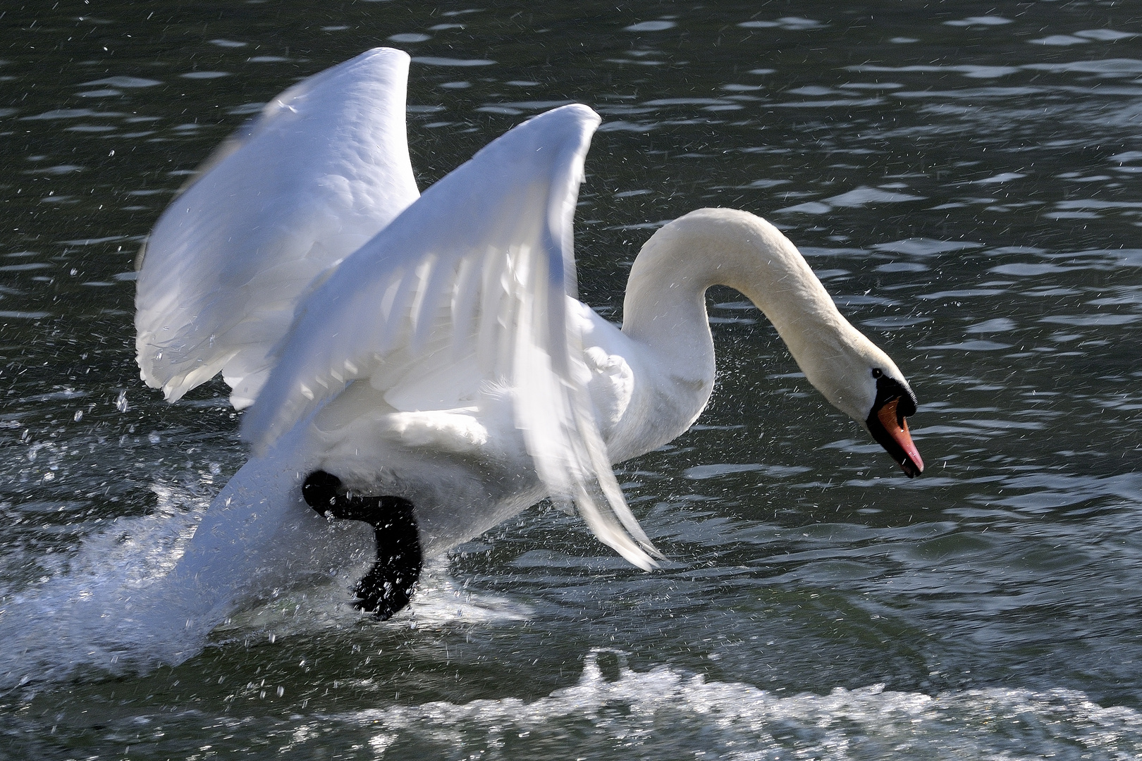 Schnellläufer