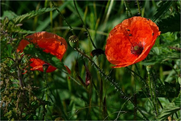 schnellnocheinmohnbildbevoresdafürzuspätist