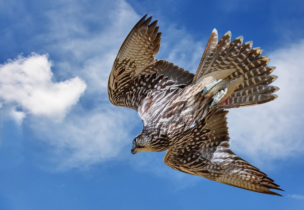 Schnellstes Tier der Welt Foto & Bild tiere, zoo, wildpark & falknerei, vögel Bilder auf