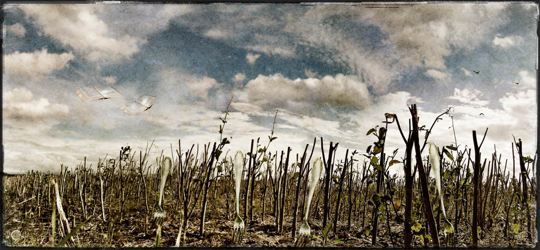 Schnellwachsende Feld ...