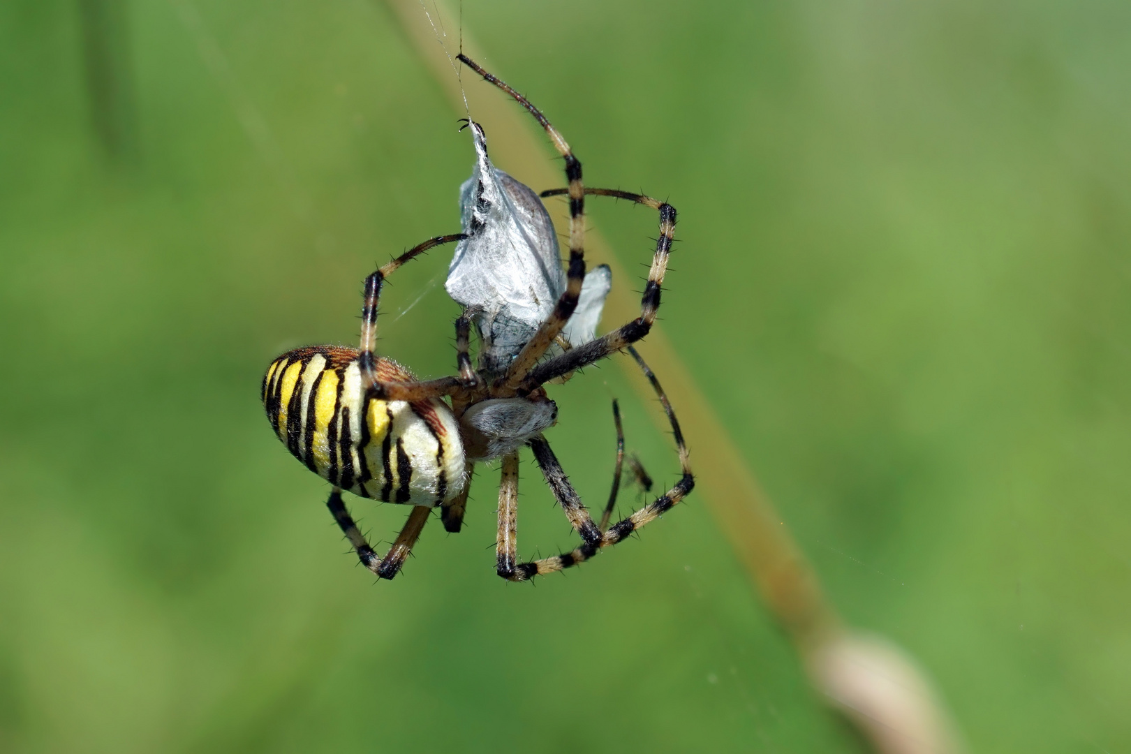 Schnellwickler - Wespenspinne (weibl.) mit Beute - Argiope bruennichi