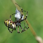 Schnellwickler - Wespenspinne (weibl.) mit Beute - Argiope bruennichi