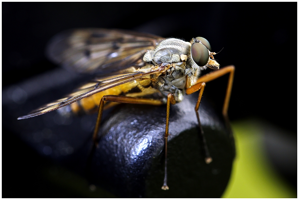 Schnepfenfliege