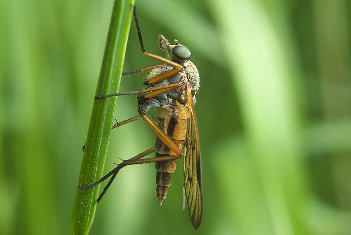 Schnepfenfliege