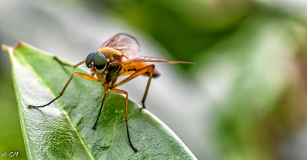 Schnepfenfliege 1