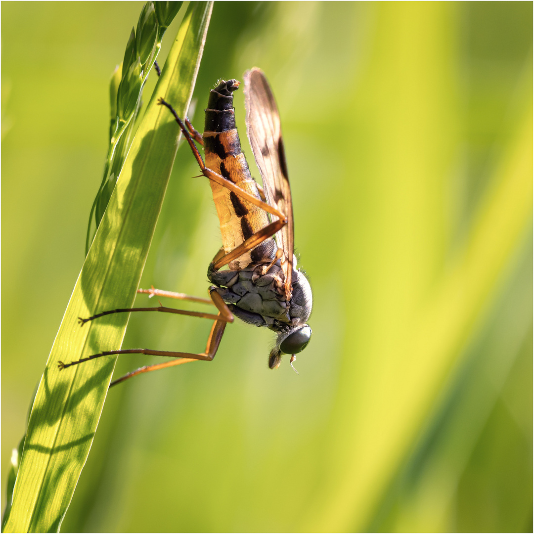 Schnepfenfliege