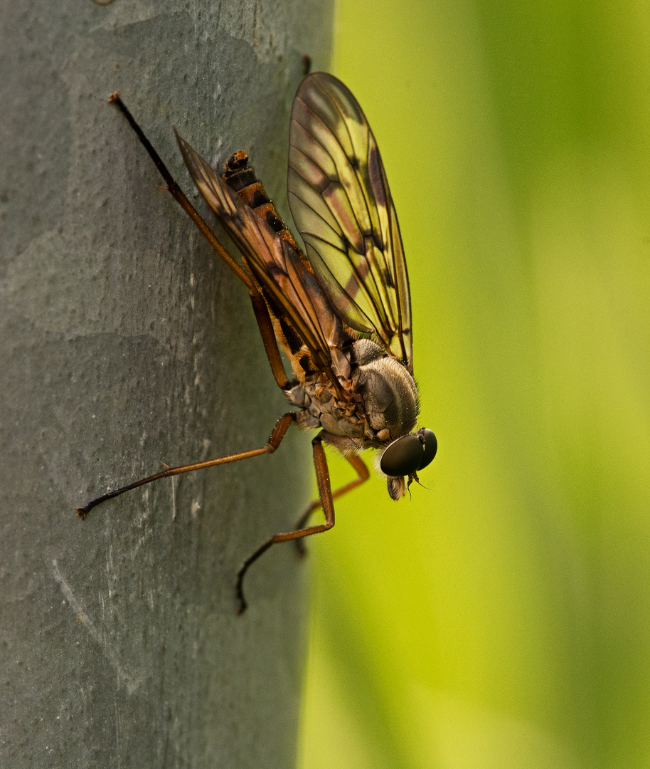 Schnepfenfliege