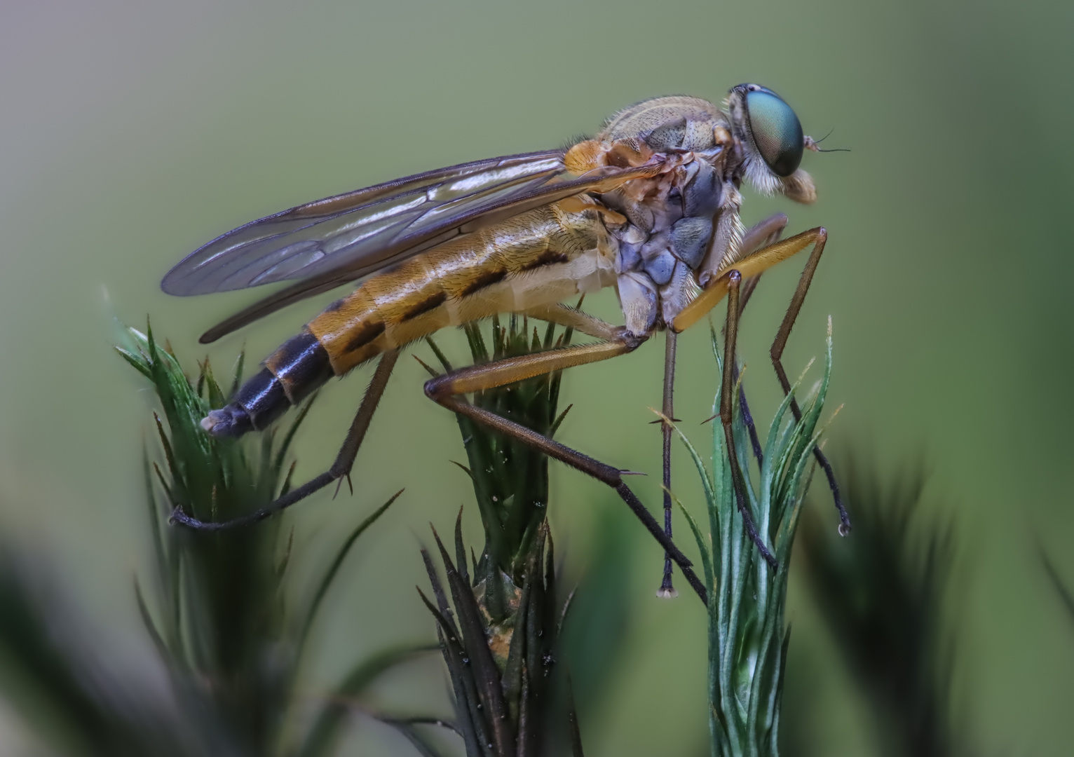 Schnepfenfliege