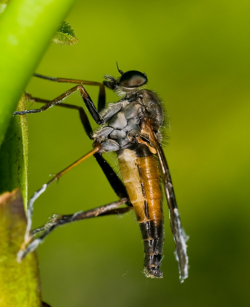 Schnepfenfliege 2