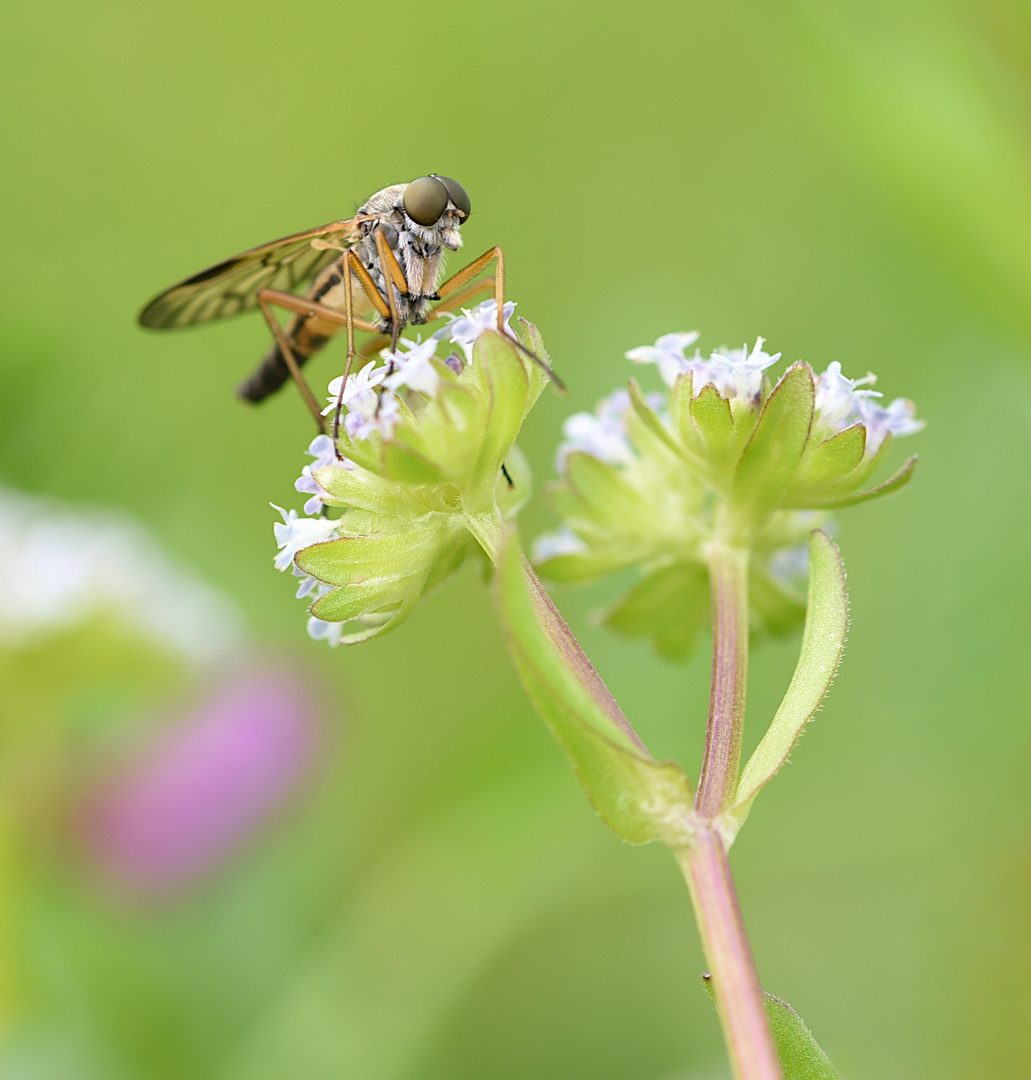 Schnepfenfliege