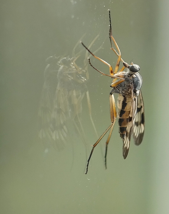 Schnepfenfliege