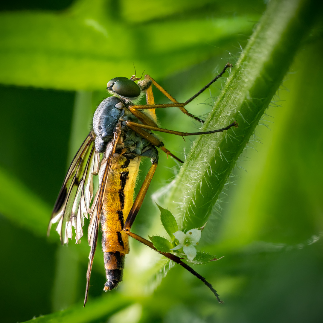 Schnepfenfliege