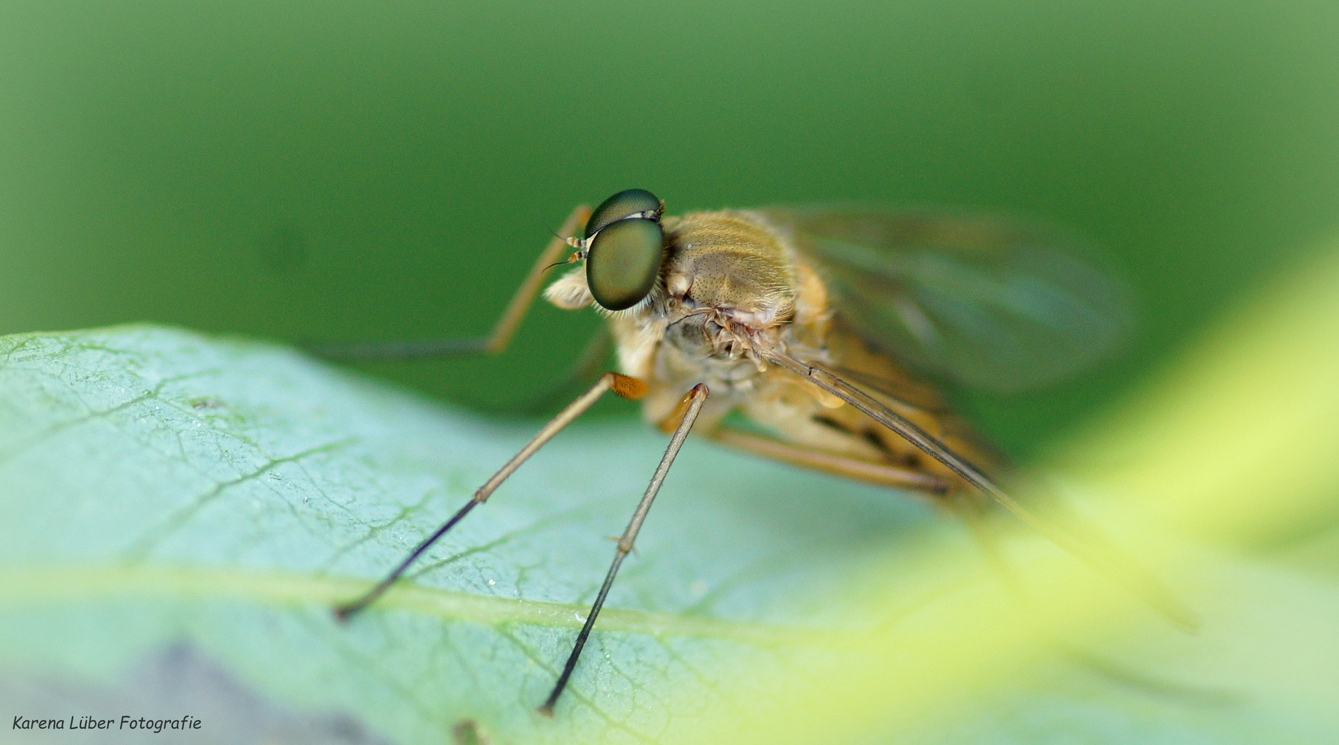 Schnepfenfliege