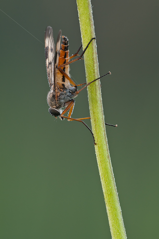 Schnepfenfliege