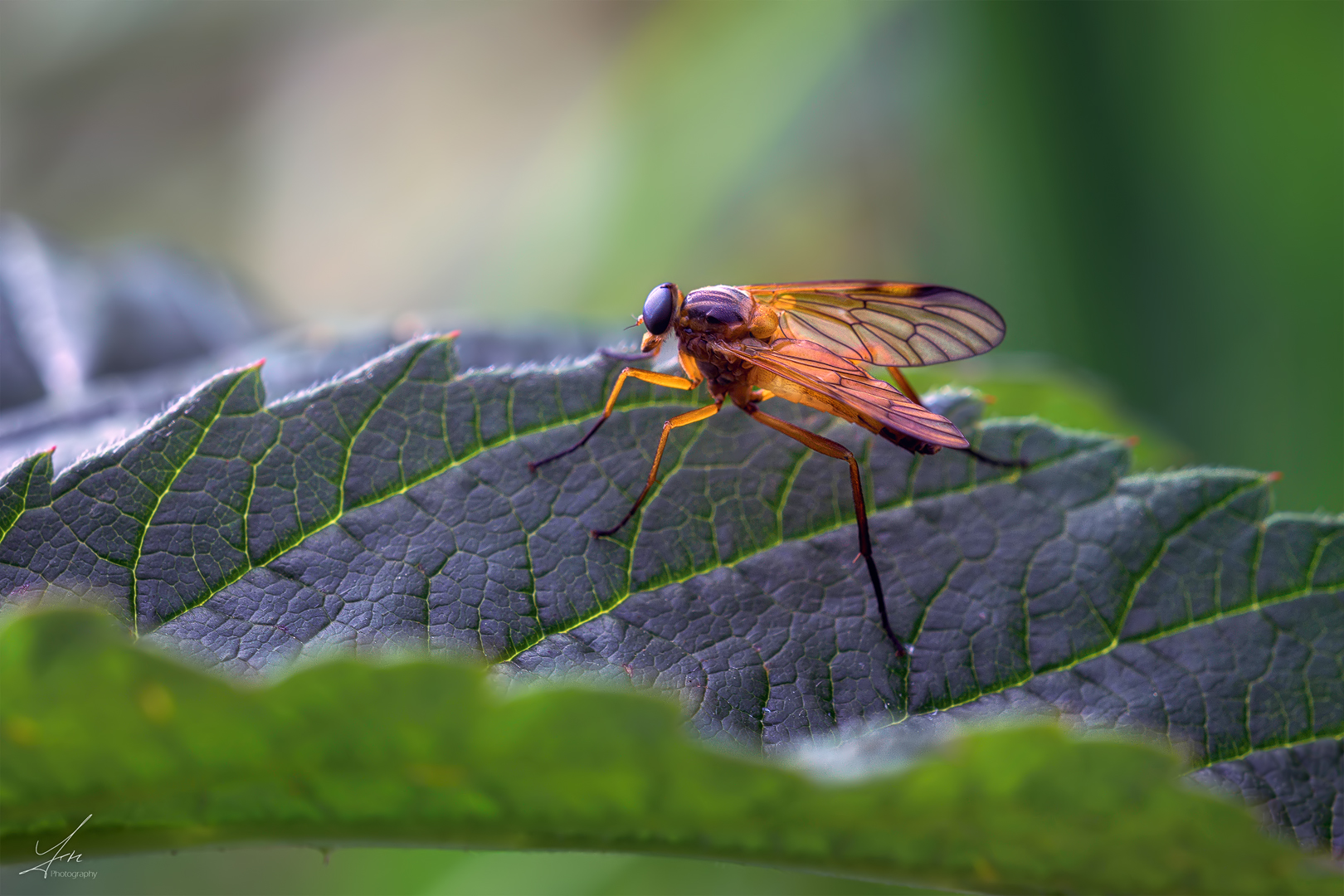 Schnepfenfliege