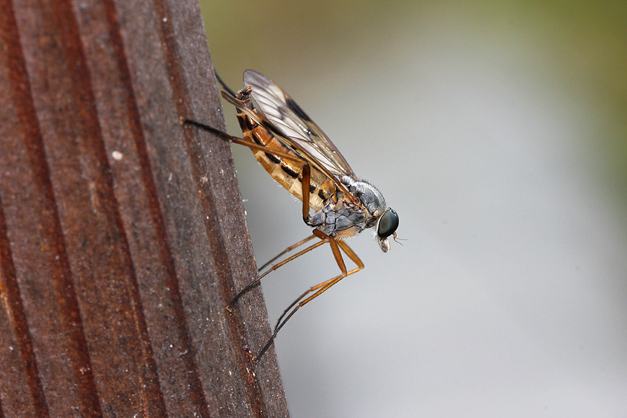 Schnepfenfliege