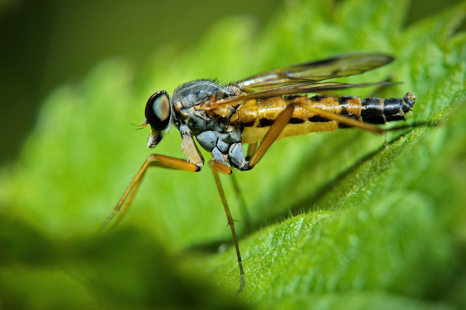 Schnepfenfliege