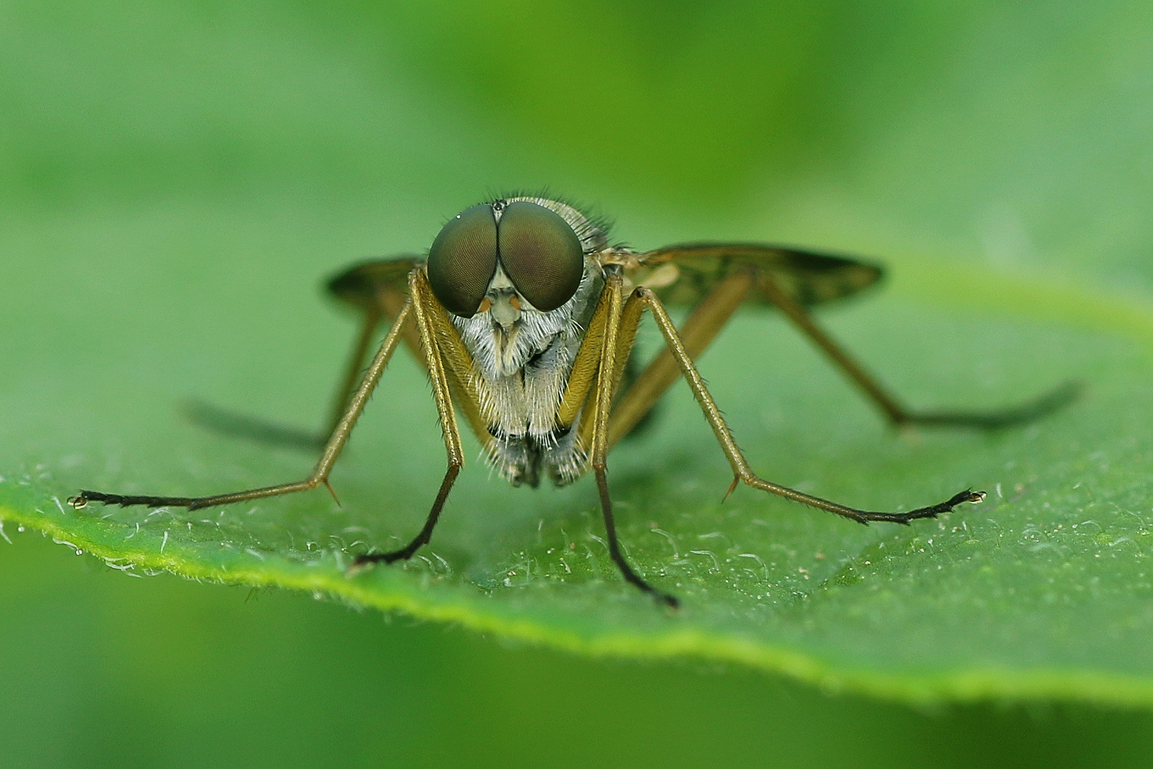 Schnepfenfliege