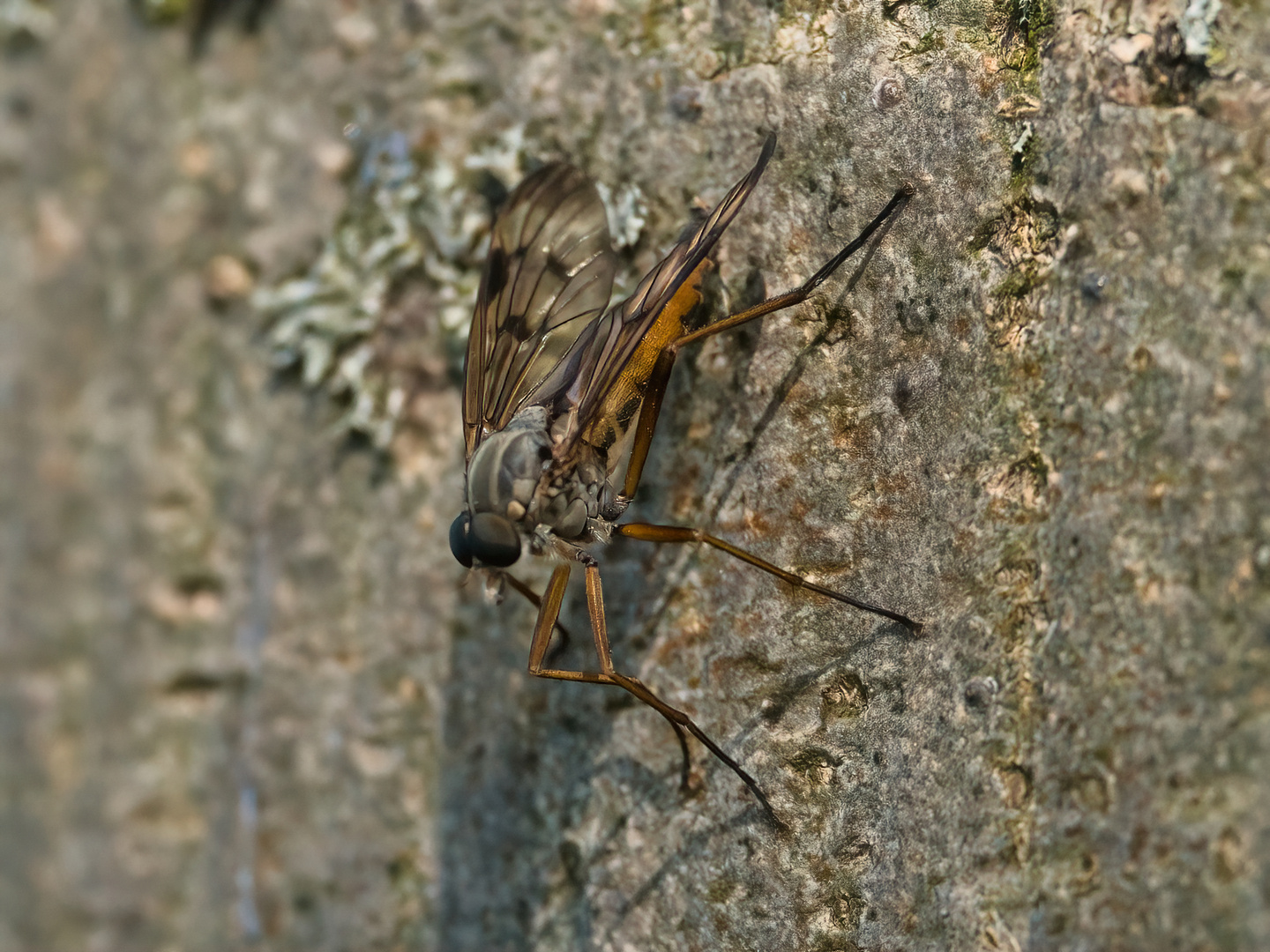 Schnepfenfliege