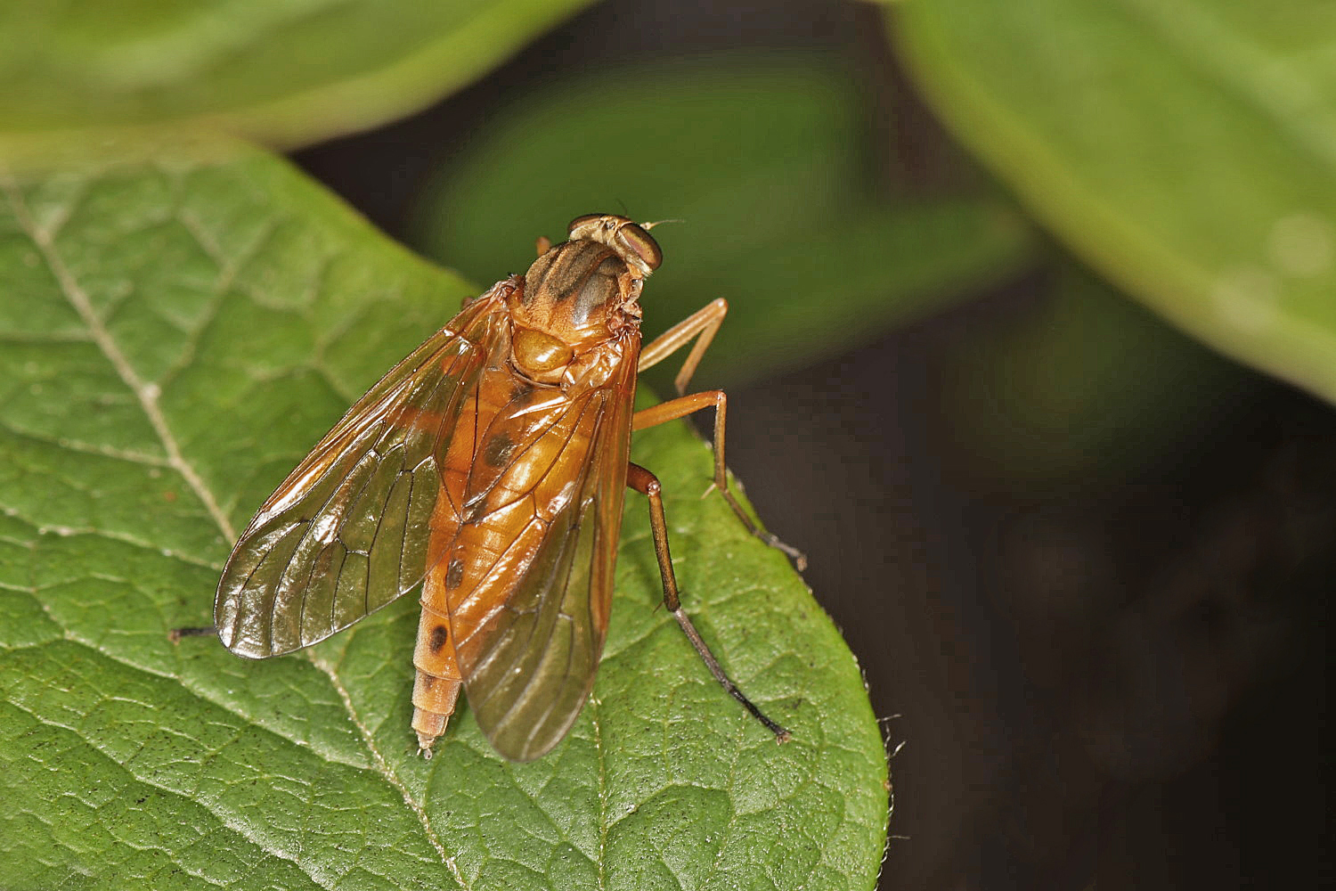 Schnepfenfliege