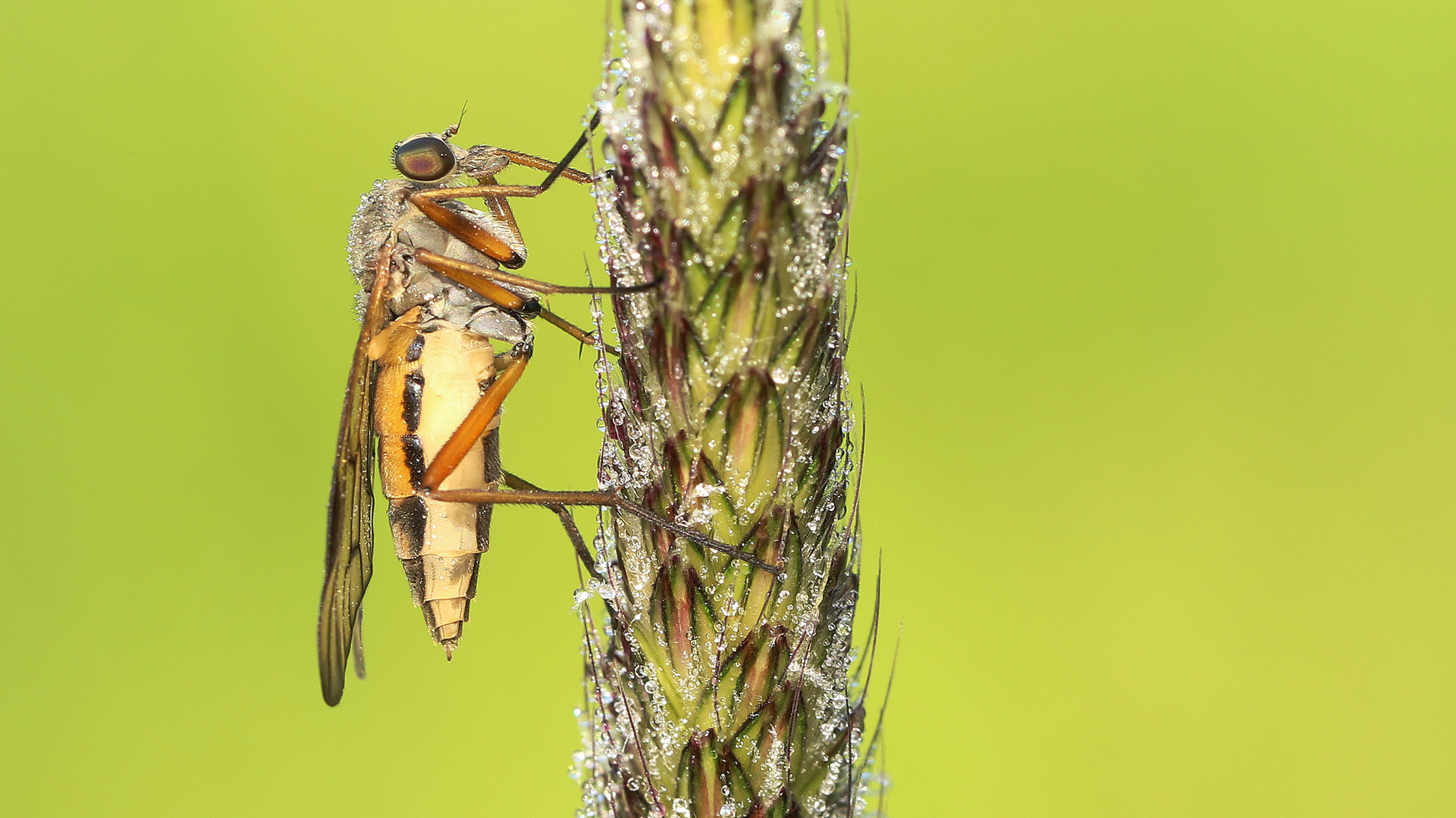 Schnepfenfliege... 