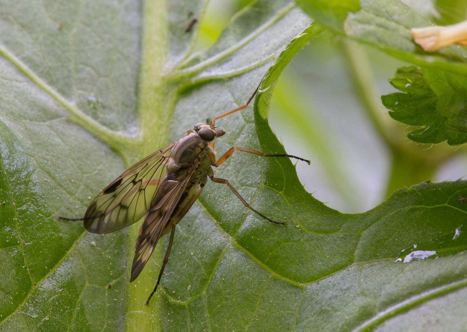 Schnepfenfliege..:)