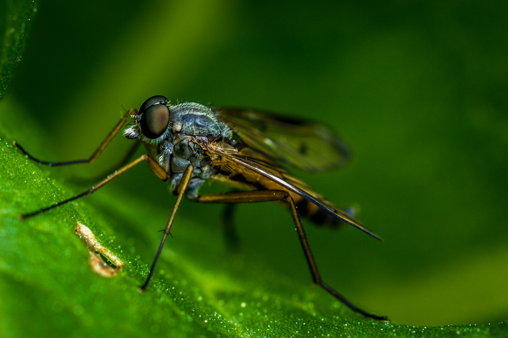 Schnepfenfliege