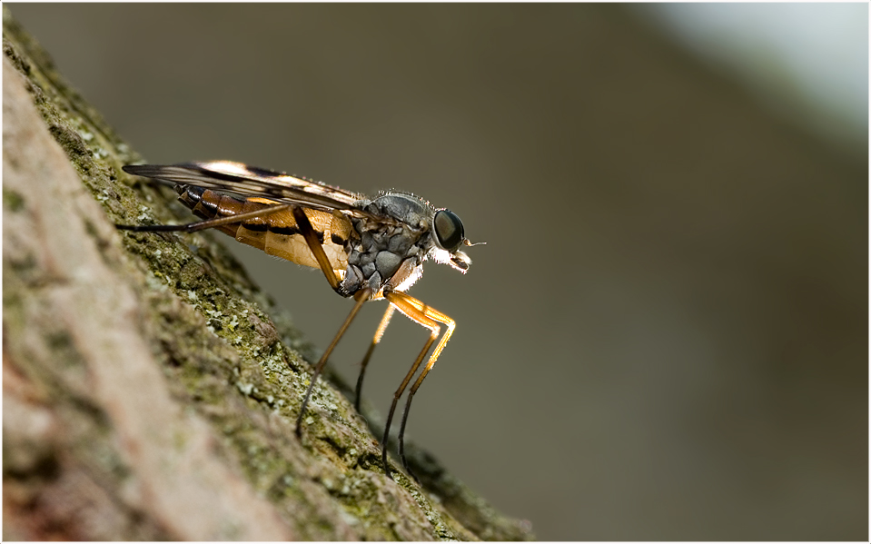 Schnepfenfliege