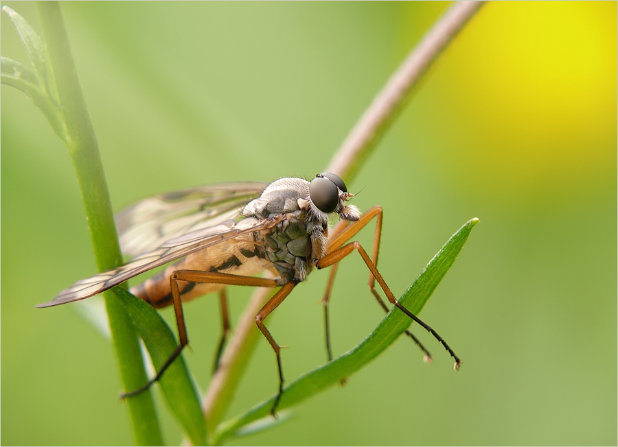 Schnepfenfliege