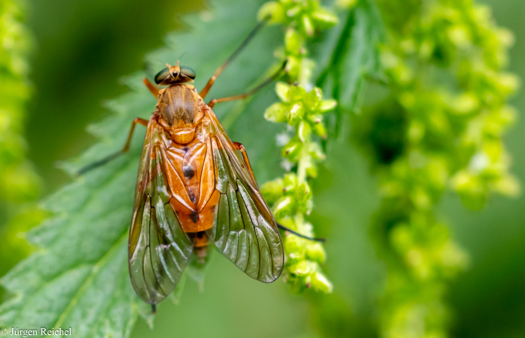 Schnepfenfliege 