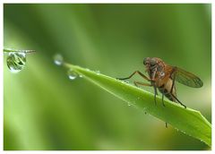 Schnepfenfliege