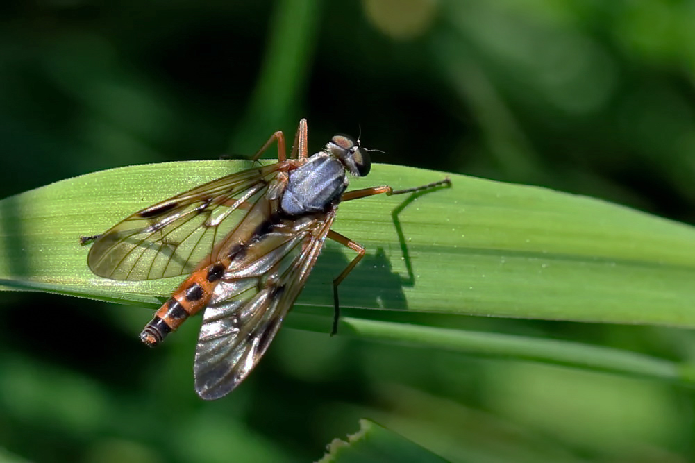 Schnepfenfliege