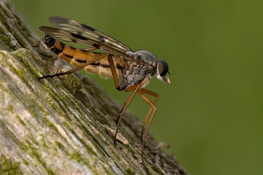 Schnepfenfliege