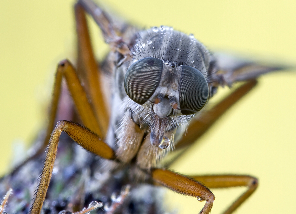 Schnepfenfliege