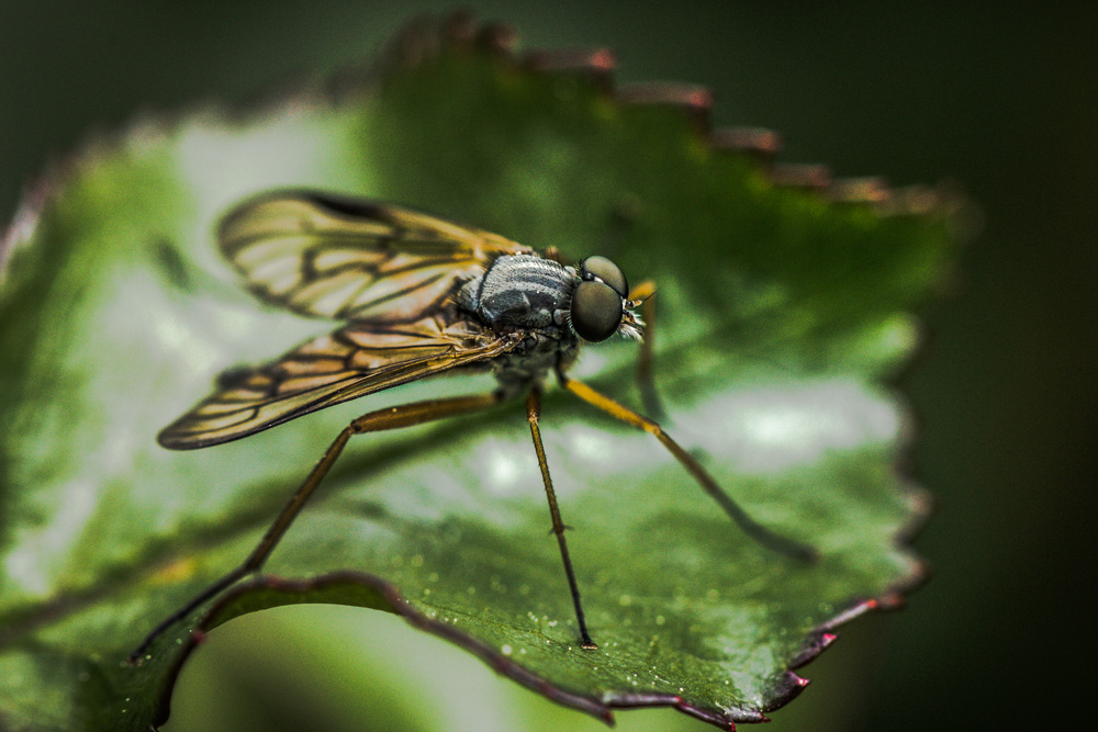 Schnepfenfliege