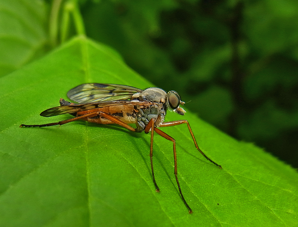 Schnepfenfliege