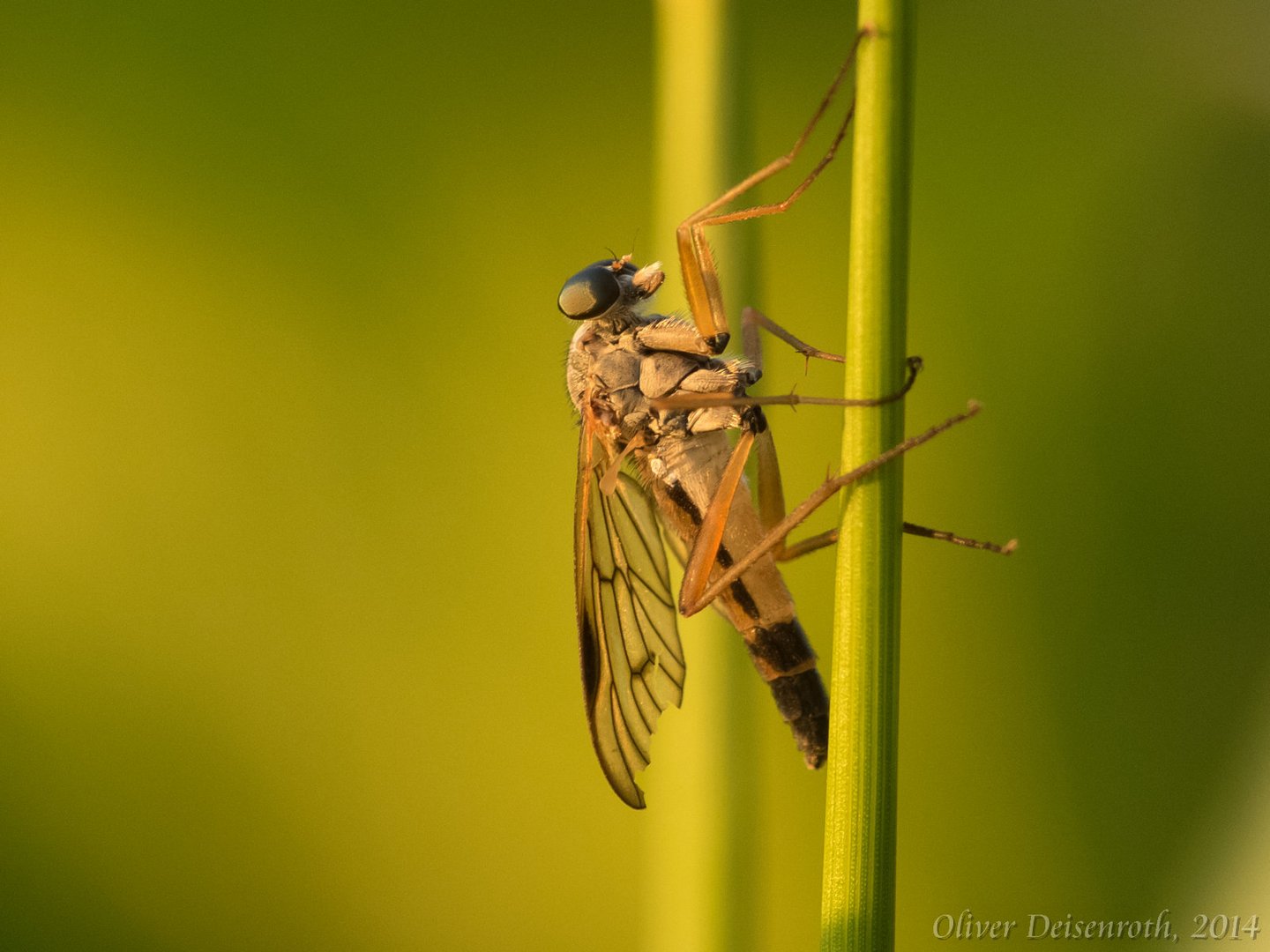 Schnepfenfliege