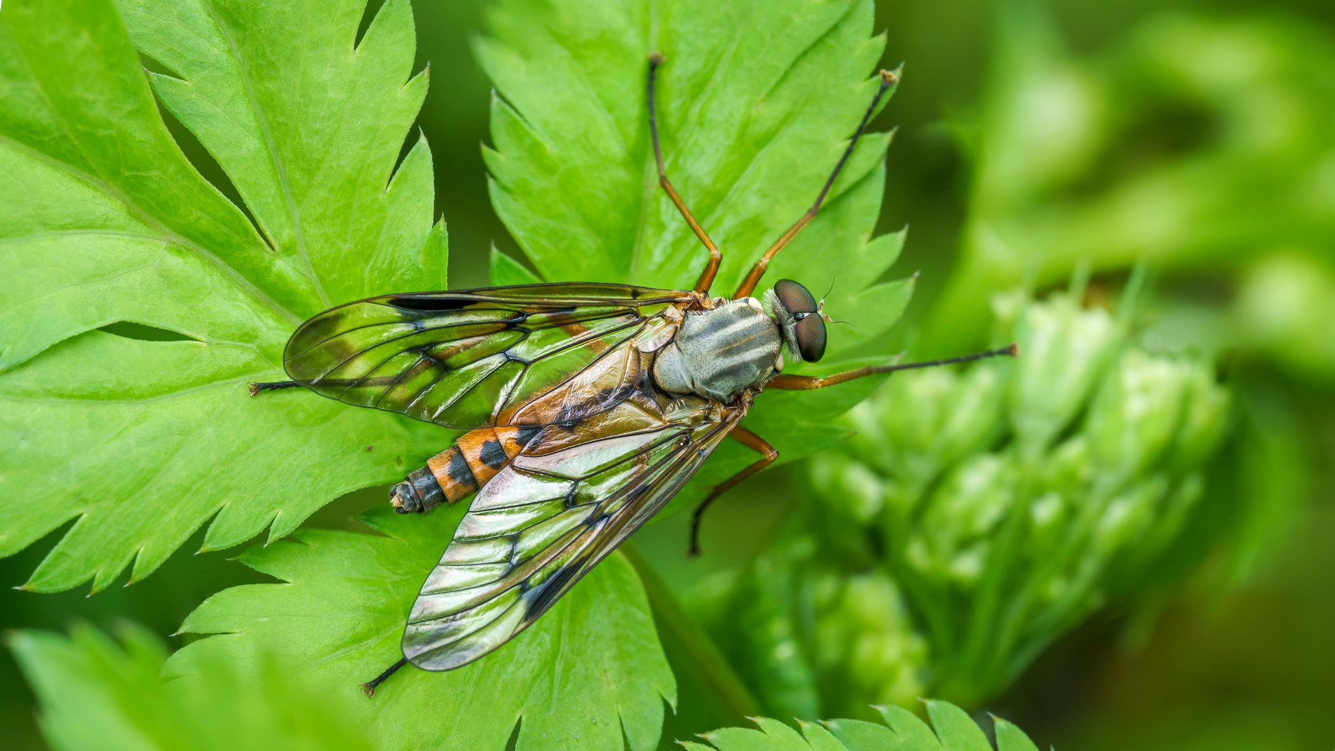 Schnepfenfliege