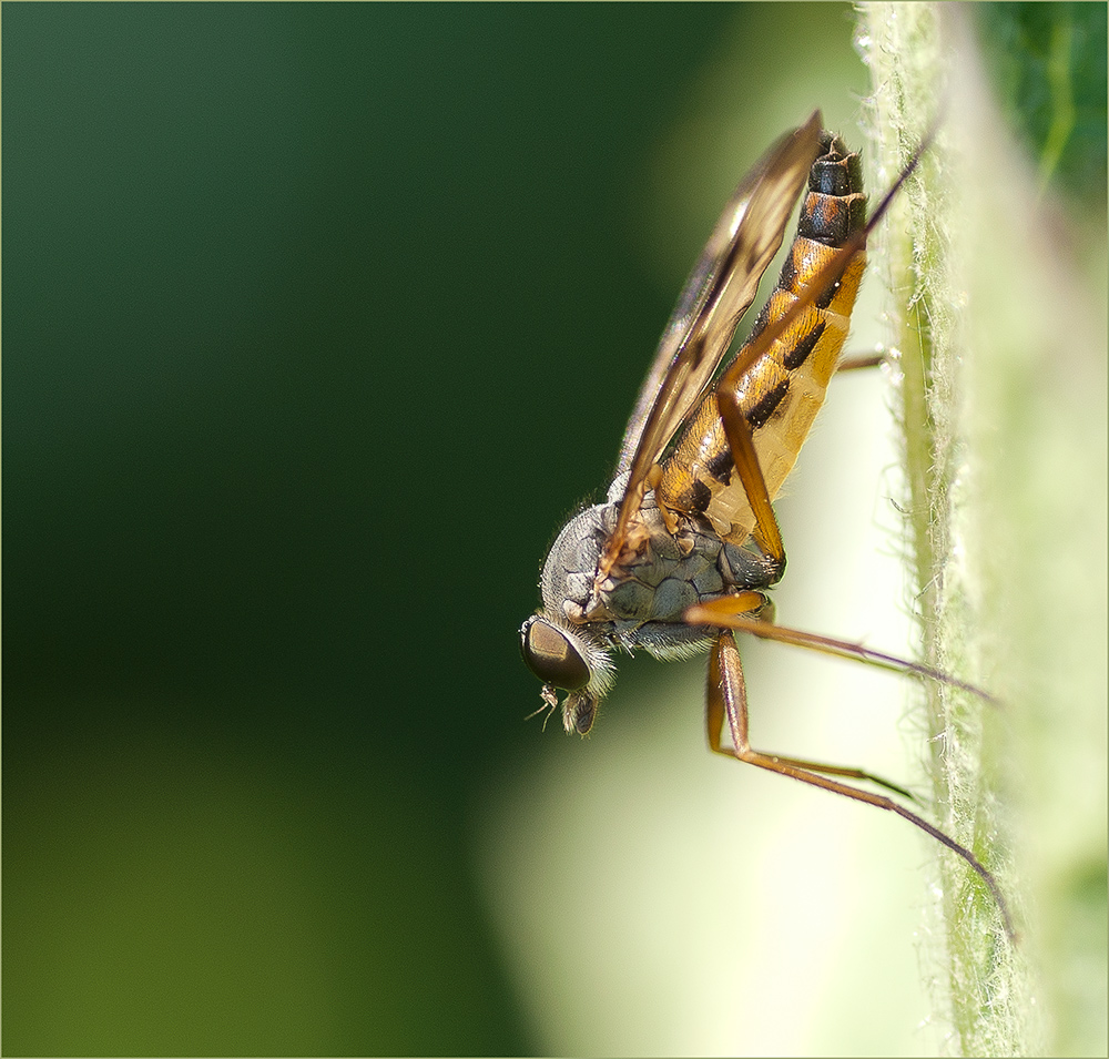 Schnepfenfliege